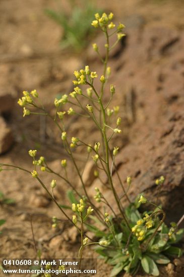 Draba albertina