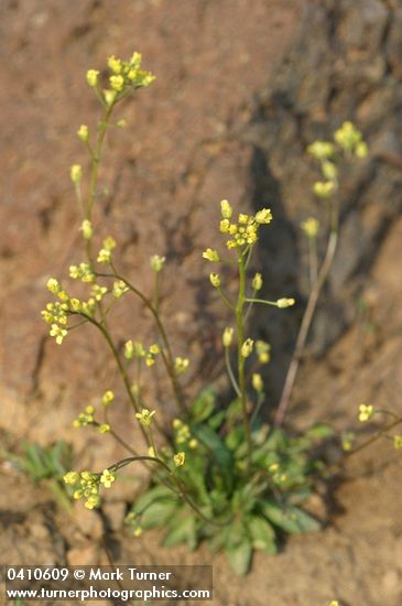 Draba albertina