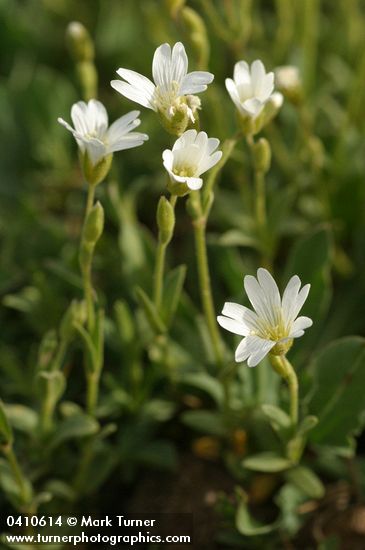 Cerastium beeringianum