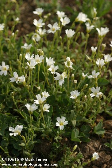 Cerastium beeringianum