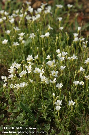 Cerastium beeringianum