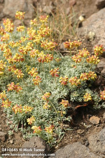 Eriogonum caespitosum