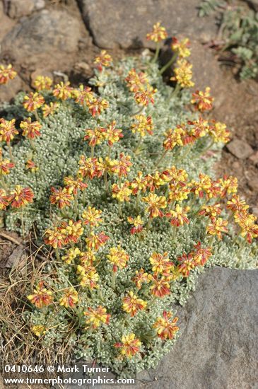 Eriogonum caespitosum