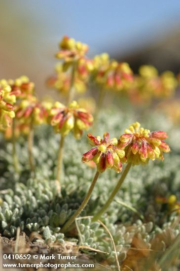 Eriogonum caespitosum