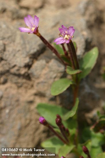 Epilobium clavatum