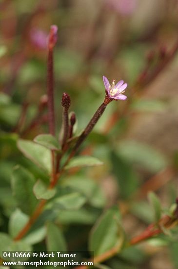 Epilobium clavatum