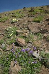 Steens Mountain Penstemon w/ Cushion Buckwheat on talus slope