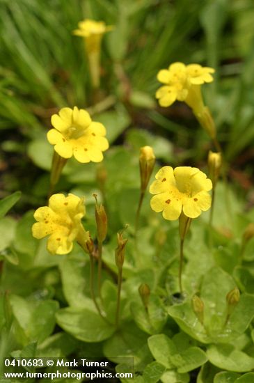 Mimulus primuloides