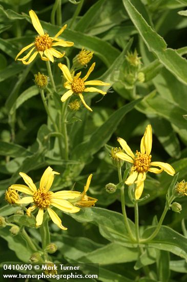 Arnica longifolia