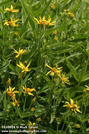 Arnica longifolia