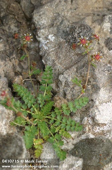 Ivesia baileyi var. beneolens