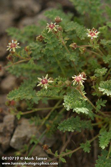 Ivesia baileyi var. beneolens