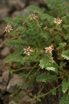 Owyhee Ivesia