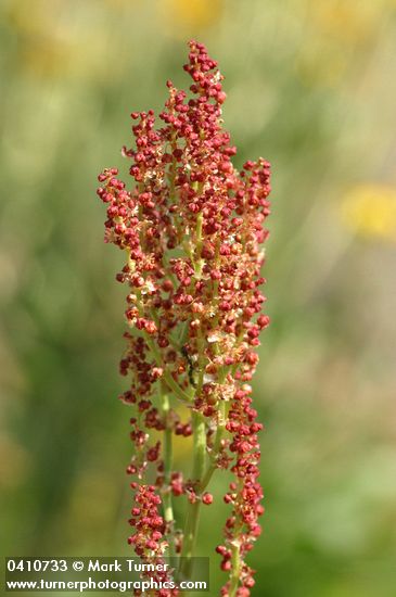 Rumex paucifolius