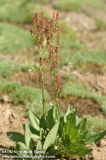 Rumex paucifolius