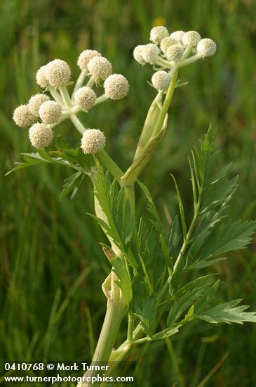 Sphenosciadium capitellatum