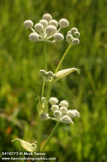 Sphenosciadium capitellatum