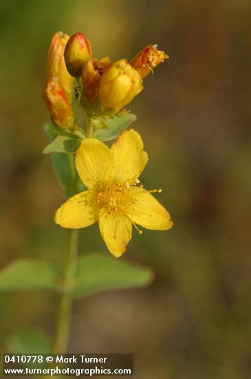 Hypericum scouleri ssp. nortoniae (H. formosum var. nortoniae)
