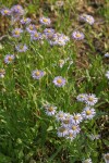 Showy Fleabane