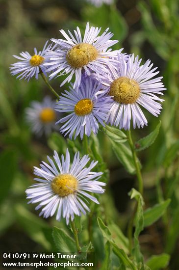 Erigeron speciosus