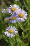 Showy Fleabane blossoms detail