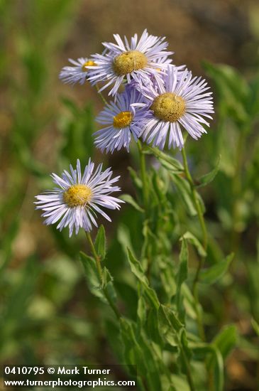 Erigeron speciosus