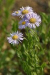 Showy Fleabane blossoms detail