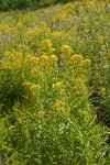 Tall Butterweed, backlit