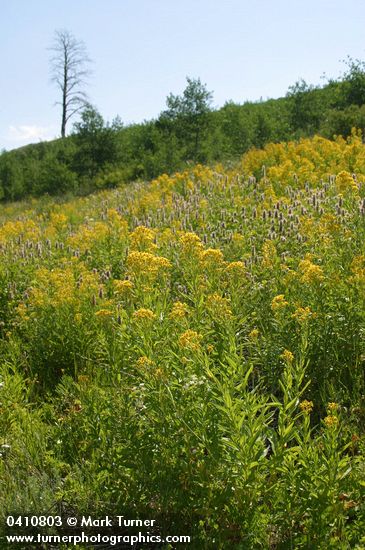Senecio serra; Agastache utricifolia