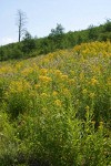 Tall Butterweed, backlit w/ Nettleleaf Horsemint