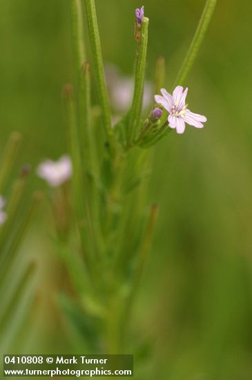 Epilobium ciliatum ssp. glandulosum