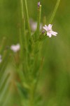Common Willowherb blossoms & immature fruit detail