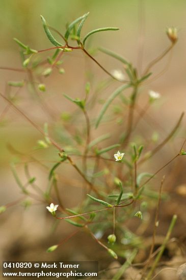 Linanthus harknessii