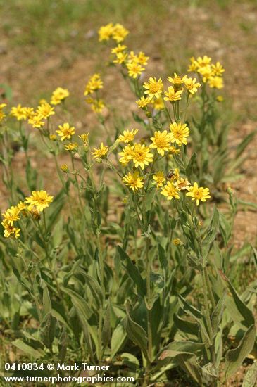 Arnica chamissonis