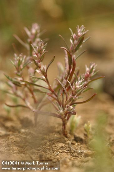 Polygonum polygaloides