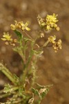 Western Yellowcress