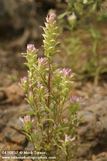 Orthocarpus cuspidatus ssp. copelandii