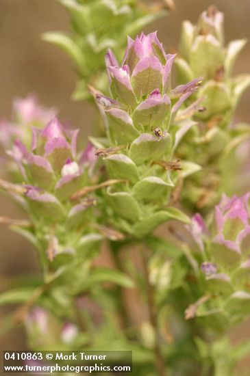 Orthocarpus cuspidatus ssp. copelandii