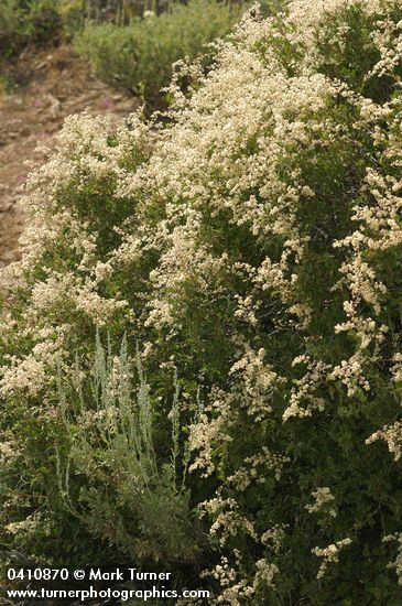 Holodiscus discolor (H. dumosus var. glabrescens)