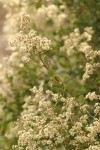 Oceanspray blossoms & foliage