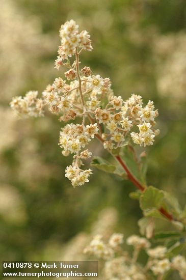 Holodiscus discolor (H. dumosus var. glabrescens)