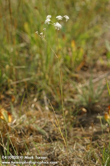 Perideridia gairdneri