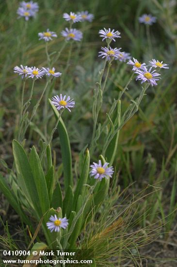 Erigeron corymbosus