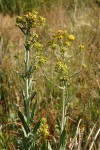 Great Swamp Groundsel
