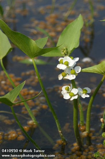 Sagittaria cuneata