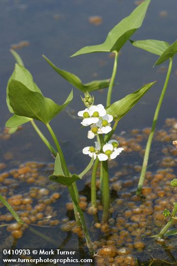 Sagittaria cuneata