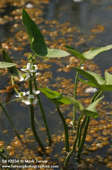 Sagittaria cuneata