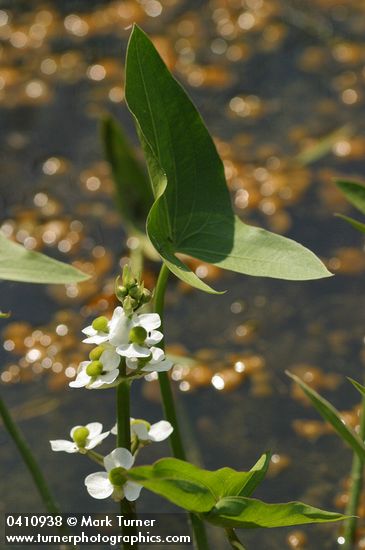 Sagittaria cuneata