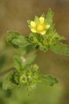 Riverbank Cinquefoil blossom & foliage detail