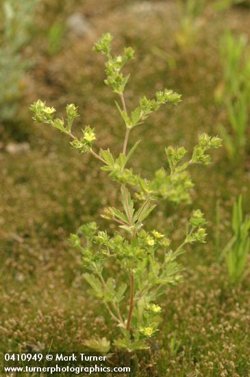 Potentilla rivalis
